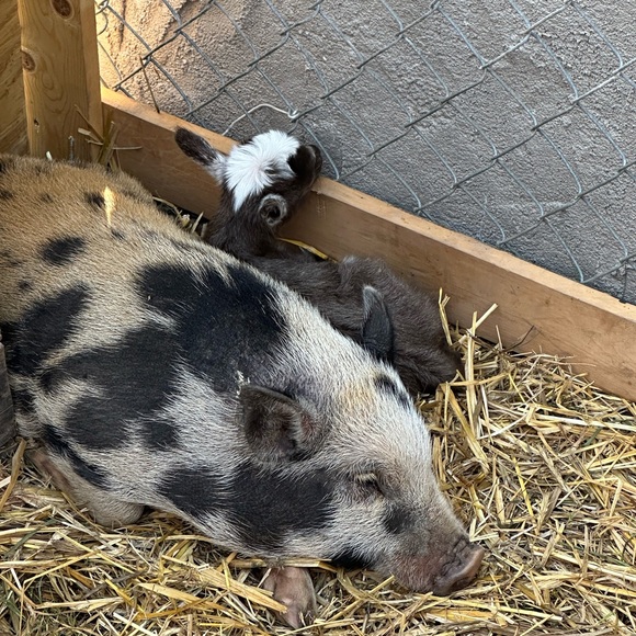 Meet your Posher, Amanda - Picture 2 of 3